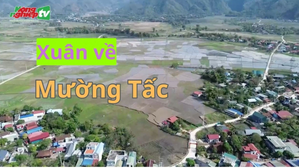 Xuân về trên cánh đồng lúa hữu cơ Mường Tấc