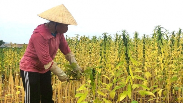 5 giải pháp cho vụ hè thu đặc biệt khó khăn ở Nghệ An