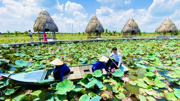 Nâng tầm hội nhập quốc tế cho sen Đồng Tháp