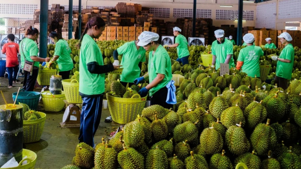 Nhu cầu sầu riêng lớn của Trung Quốc giúp nông dân Đông Nam Á đổi đời