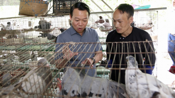 Nuôi bồ câu lai nhốt lồng, tiền bay đều vào túi