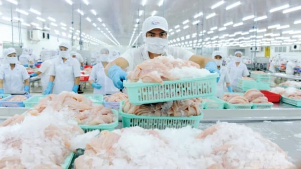 Yêu cầu đối với thủy sản xuất khẩu vào một số thị trường trọng điểm