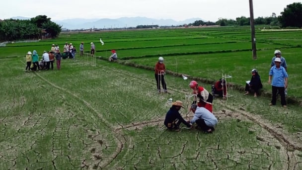 Applying IPHM methods, rice farming can generate an additional profit of nearly 250 USD/ha