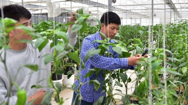 Moc Chau farmers excitedly releases natural enemies in greenhouses