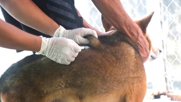 Administrative sanctions for households not complying with livestock vaccination