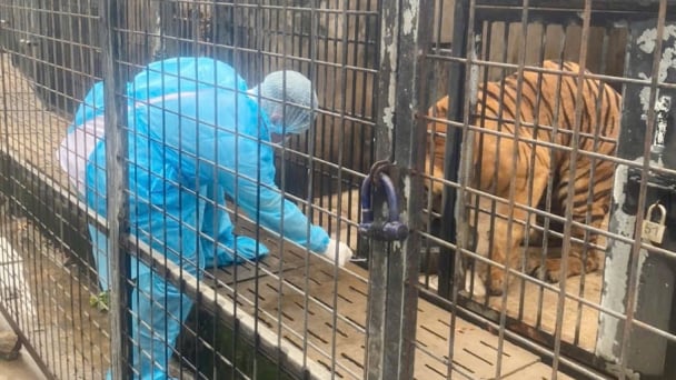 A future where veterinarians and human doctors stand equal