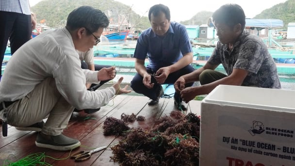 30 households register to pilot cottonii seaweed farming in Cat Ba