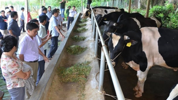 Disease-free livestock farming is the key to sustainable livelihoods