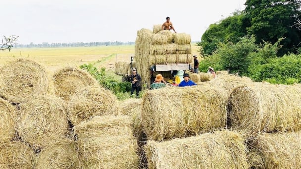 Green resources from rice straw