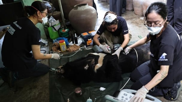 Rescue of a Tibetan bear in Nghe An