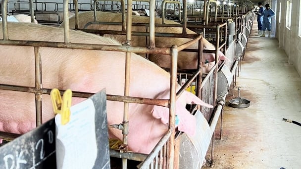 FAO supports USD 140,000 to mitigate risks of disease transmission to humans
