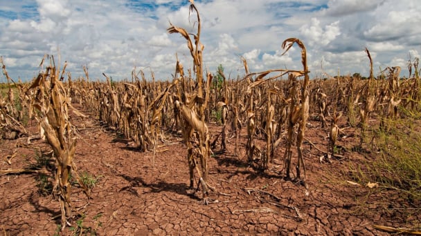 U.S. climate extremes slash crop yields threaten local agriculture