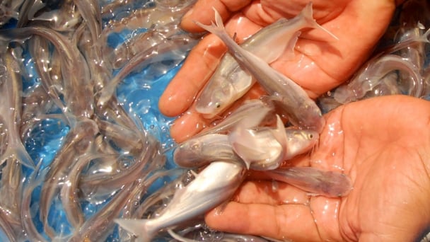 Vaccinating pangasius juveniles is key to improving export quality