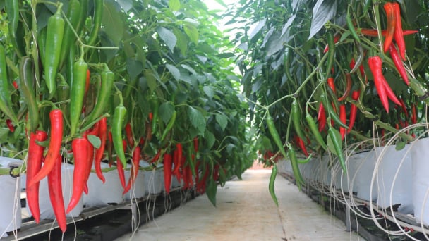 Lam Dong to become a 'supermarket' of green, clean agricultural products