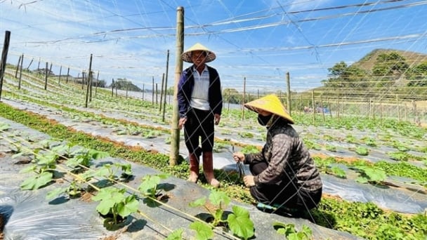 Northwest Vietnam forges regional links to take control of agricultural value chains