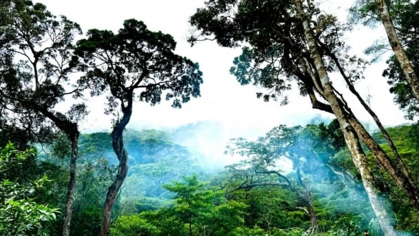 Conservation at Chu Yang Sin National Park: [1] The most biodiverse haven in the Central Highlands