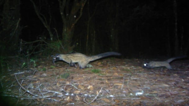 Conservation at Chu Yang Sin National Park: [2] Protecting the Central Highlands' treasures