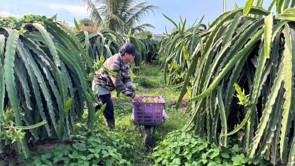 GlobalGAP dragon fruit faces roadblocks in Europe