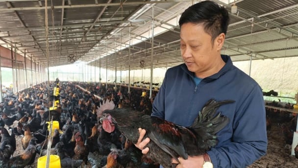 Biosecurity in chicken farming creates the perfect environment for disease prevention