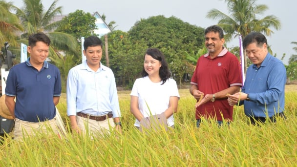An Giang maps planting area codes to bring its agricultural products to the global market