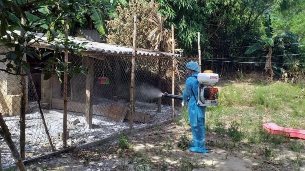 Quang Tri struggles to prevent the spread of African swine fever