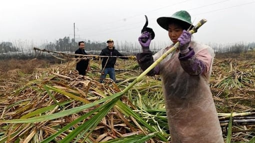 Sugarcane, a highlight in Vietnam-Yunnan agricultural cooperation