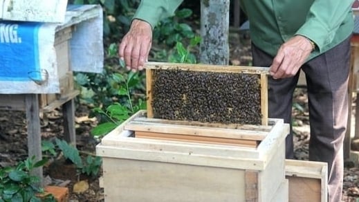 Tighter food safety and hygiene management for exported honey