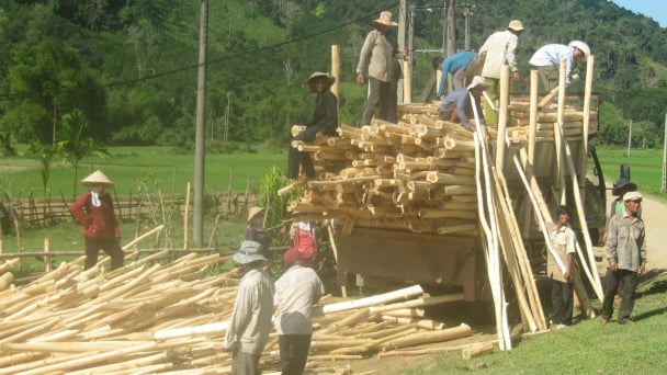 Wood processing for export under EUDR: [1] Proceeding with concerns