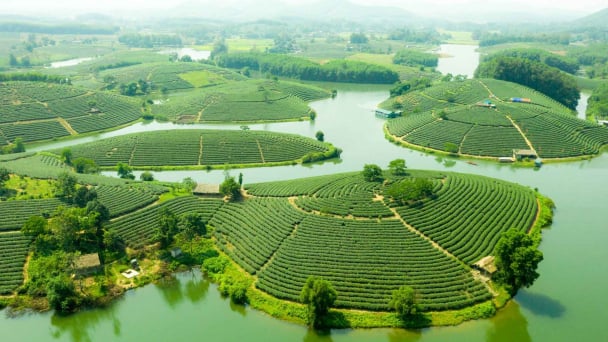 Revitalizing high-quality tea production in North Central Vietnam