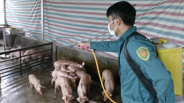 Small-scale pig farmers in Lao Cai struggle to prevent and control African swine fever