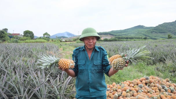 Central Vietnam’s pineapple: Tapping into natural advantages and the global value chain