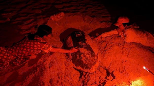 Sea turtle conservation in Nui Chua - Phuoc Binh National Park