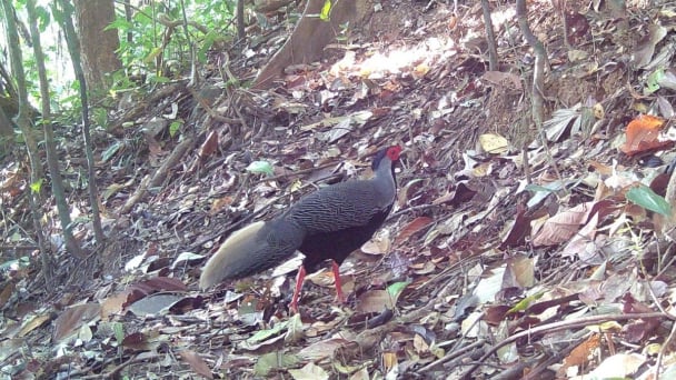 Discovering many rare pheasant species in Chu Mom Ray National Park