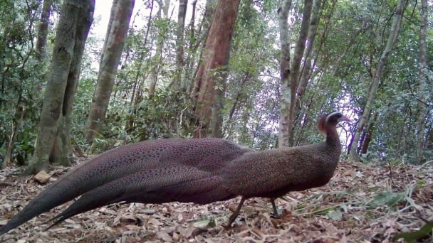 Pu Mat National Park embraces Nghe An’s forests