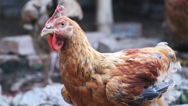 Disease-free livestock farming in wait of the Tet market: Protecting livestock during the rainy season