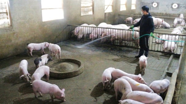 Disease-free livestock farming in wait of the Tet market: Multi-layered biosecurity 'fences' protect livestock