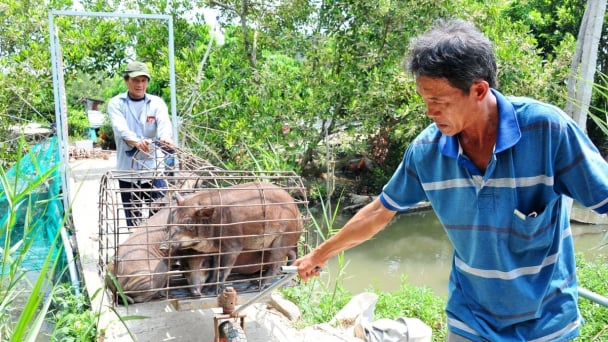 Boar-pig hybrid link chain addresses disease prevention and output issues