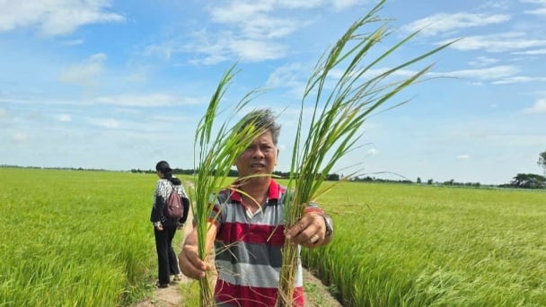 Turning straw into organic fertilizer cuts chemical use by 25–30%