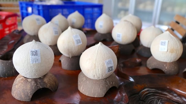 Paving the way for fresh coconut exports