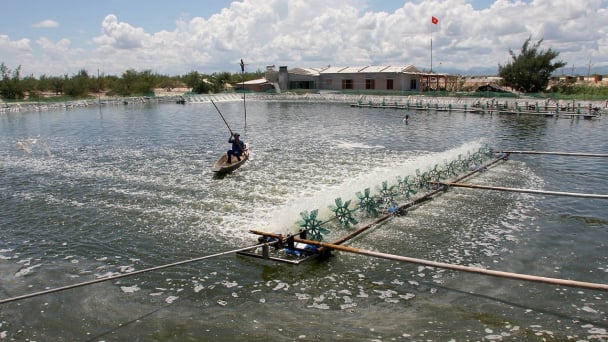 Vietnam’s seafood industry achieves sustainable growth: The mark of a journey