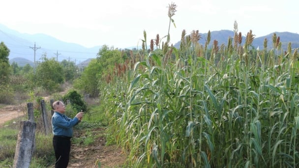 High technology creates value for sorghum