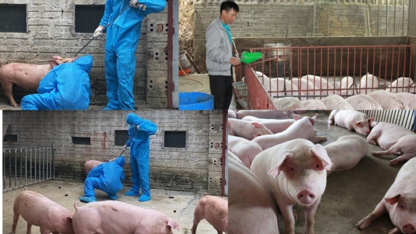 Bảo vệ đàn vật nuôi trước nguy cơ dịch bệnh dịp cuối năm