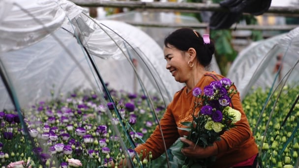 Thời tiết thất thường, nhiều vườn hoa Tây Tựu nở sớm