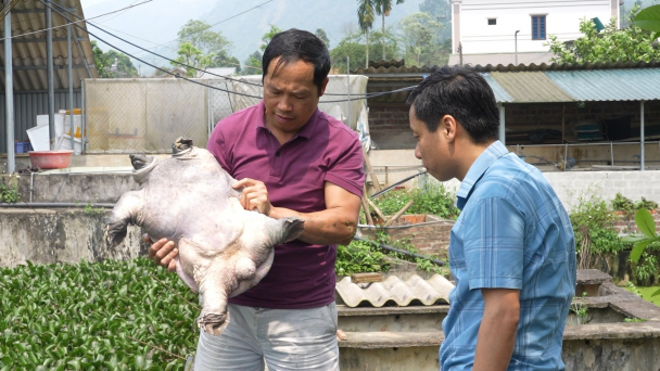Nuôi ba ba gai thương phẩm, mỗi năm cho thu nhập cả tỷ đồng