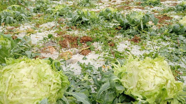 Video: Mưa đá phủ trắng khắp huyện vùng cao Vân Hồ
