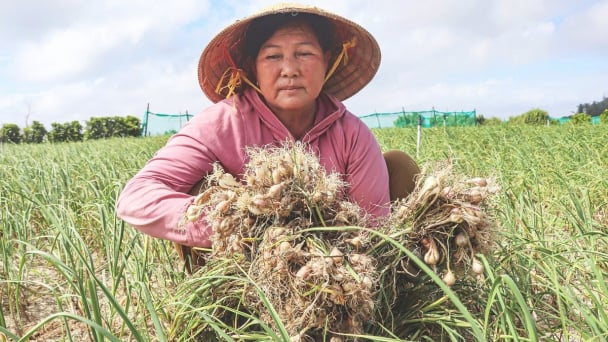 Tỏi Lý Sơn được mùa, được giá