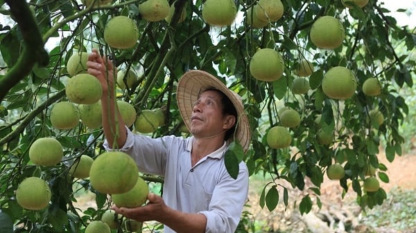 Cấp mã số IRADS cho bưởi Đại Minh để xuất khẩu sang Mỹ