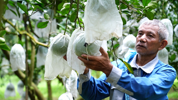 Trái bưởi Diễn hữu cơ chờ ngày 'bay' sang Mỹ