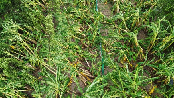 30ha chuối gẫy đổ chỉ sau đêm bão