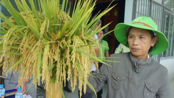 Thời tiết bất thuận, giống lúa TBR97 vẫn đạt năng suất cao